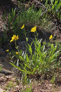 Image of oneflower helianthella