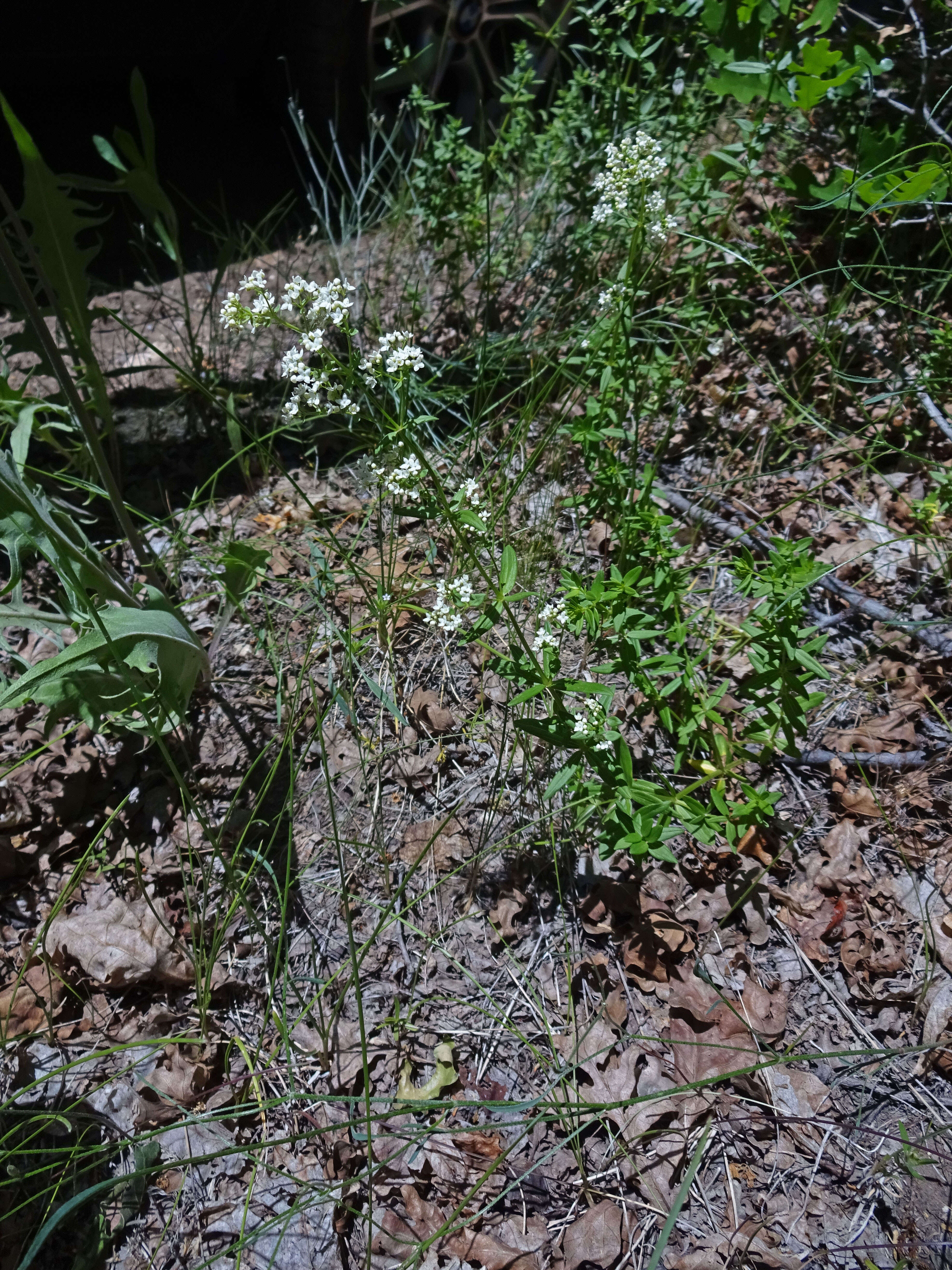 Image of Northern bedstraw