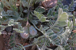 Imagem de Astragalus desereticus Barneby