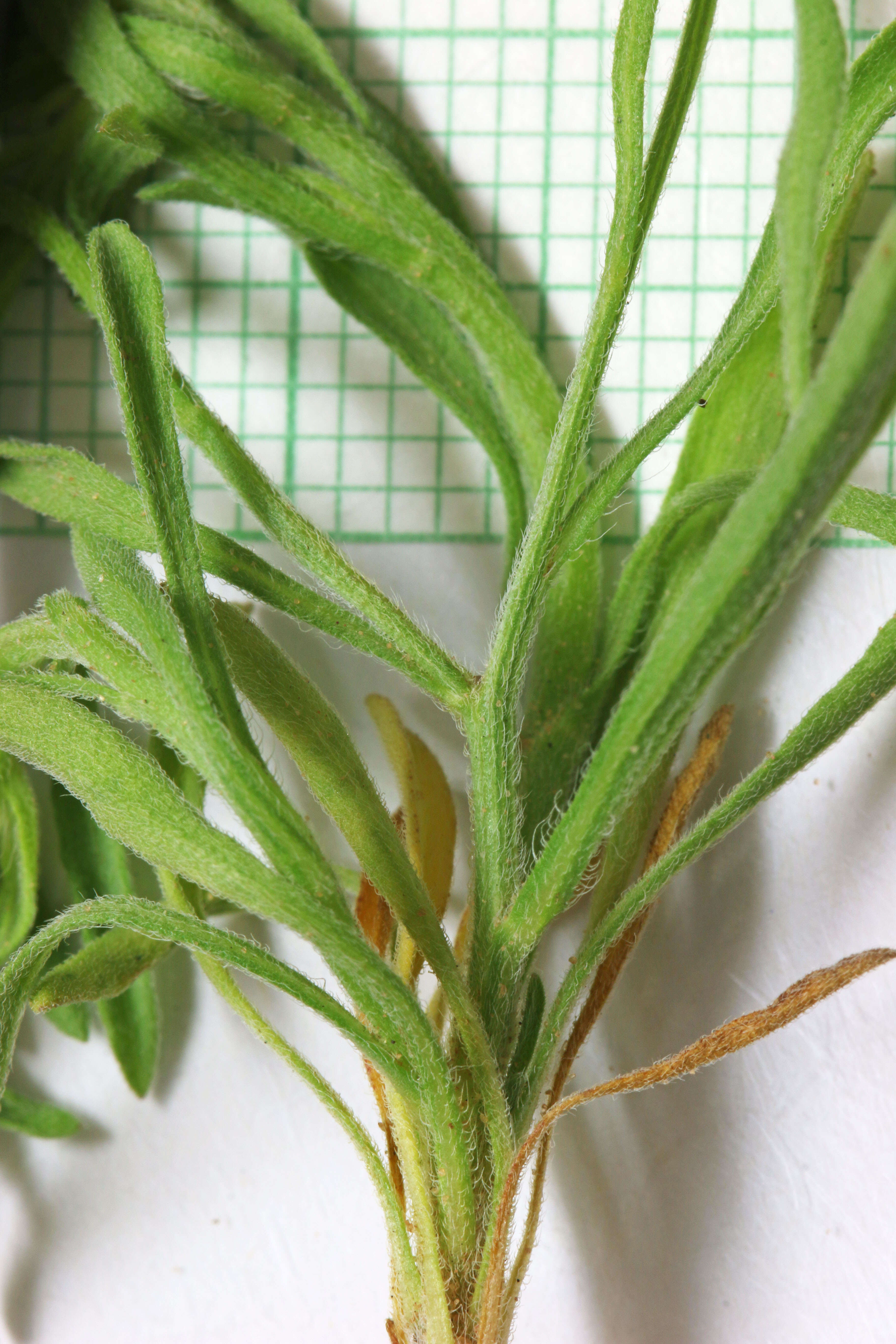 Image of western daisy fleabane