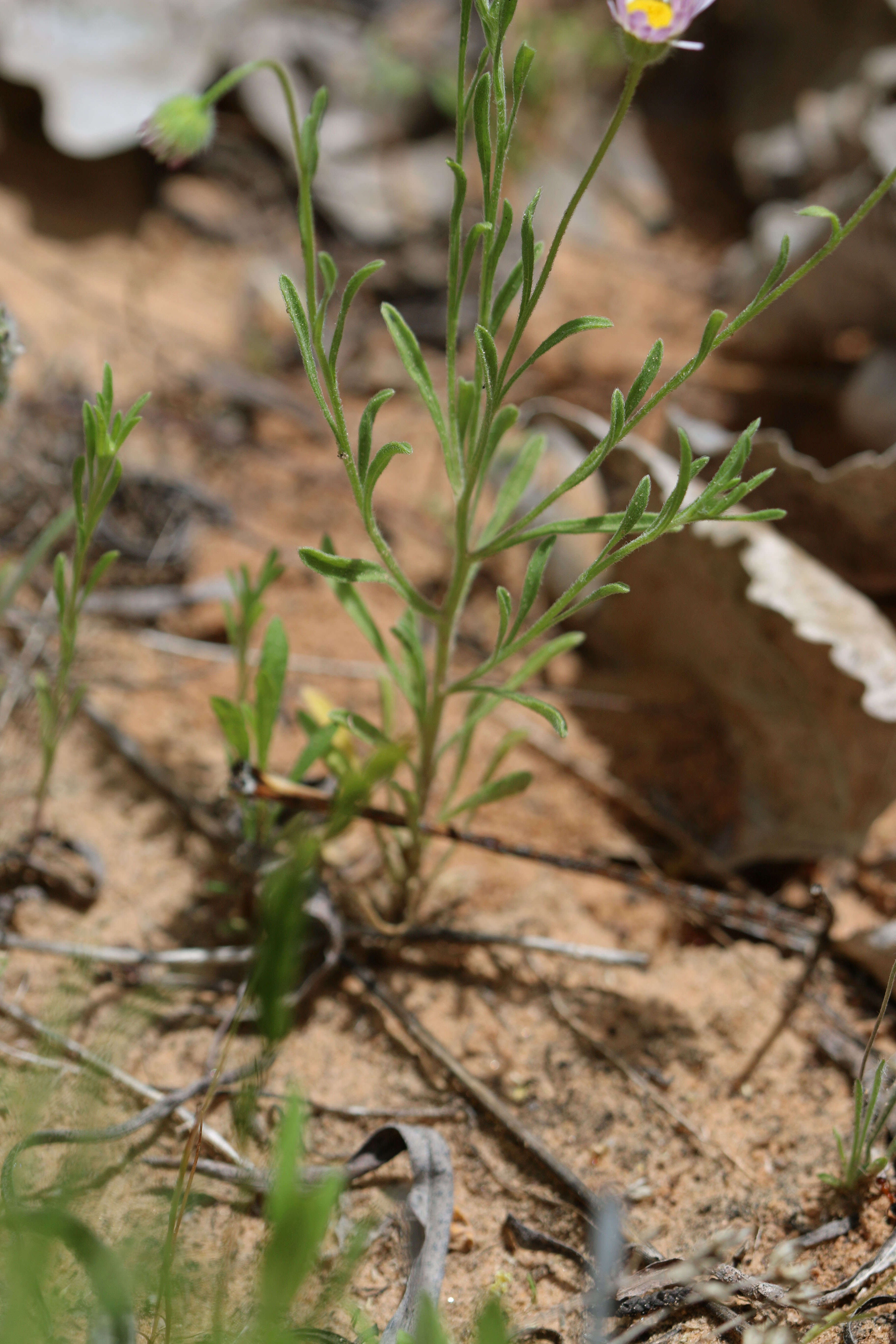 Image of western daisy fleabane