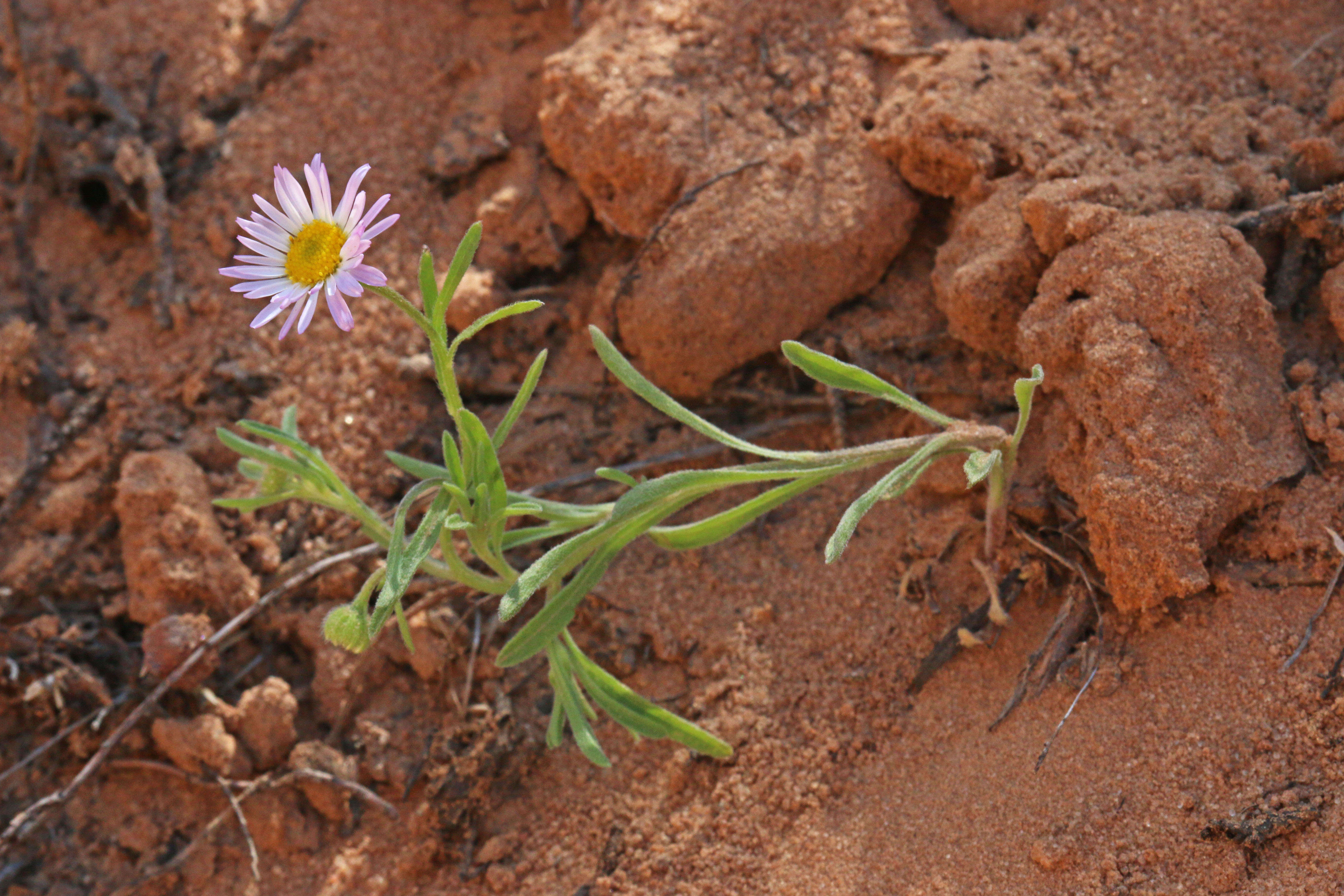 Image of western daisy fleabane