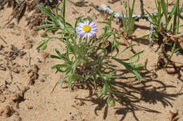 Image of western daisy fleabane