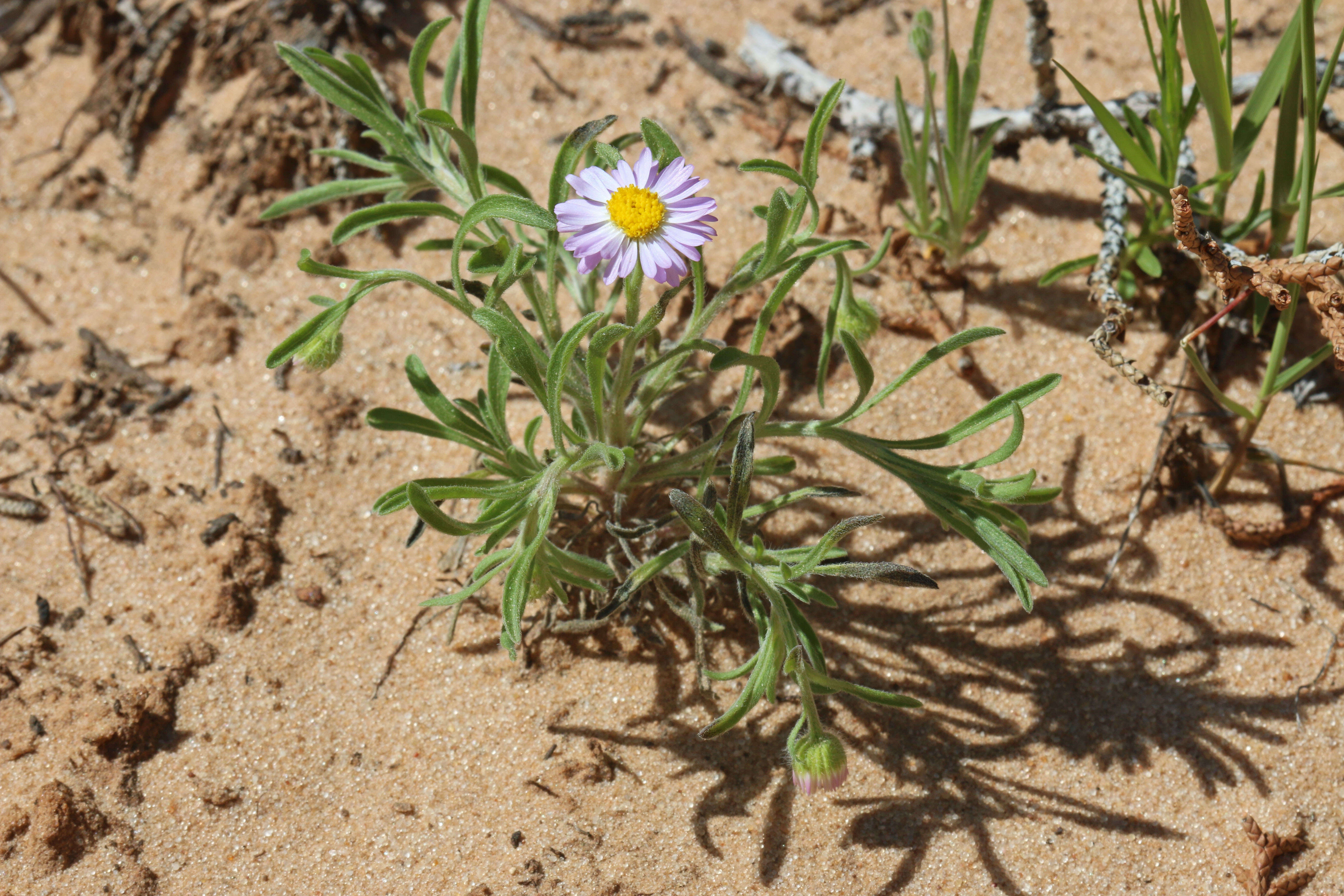 Image of western daisy fleabane