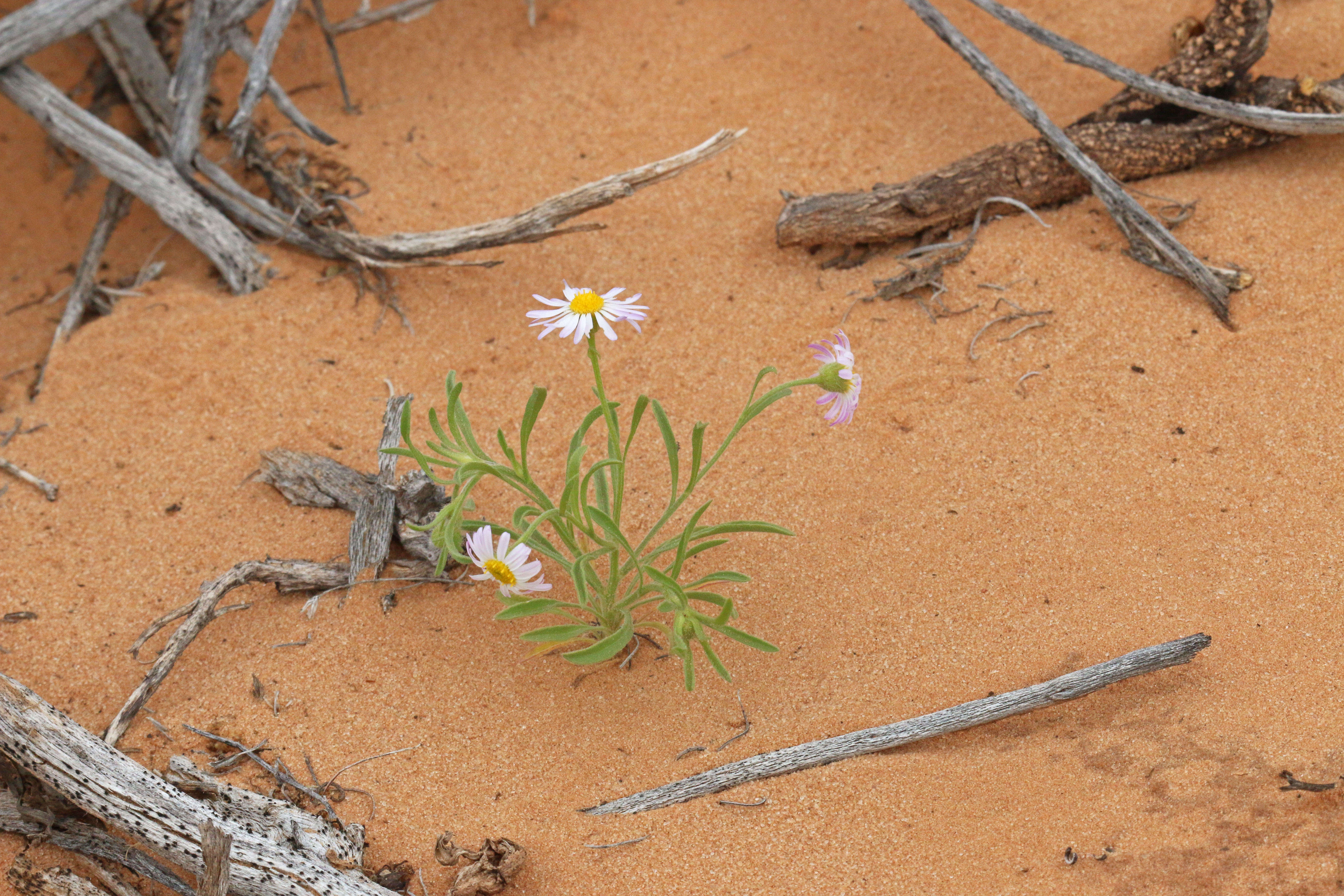 Image of western daisy fleabane