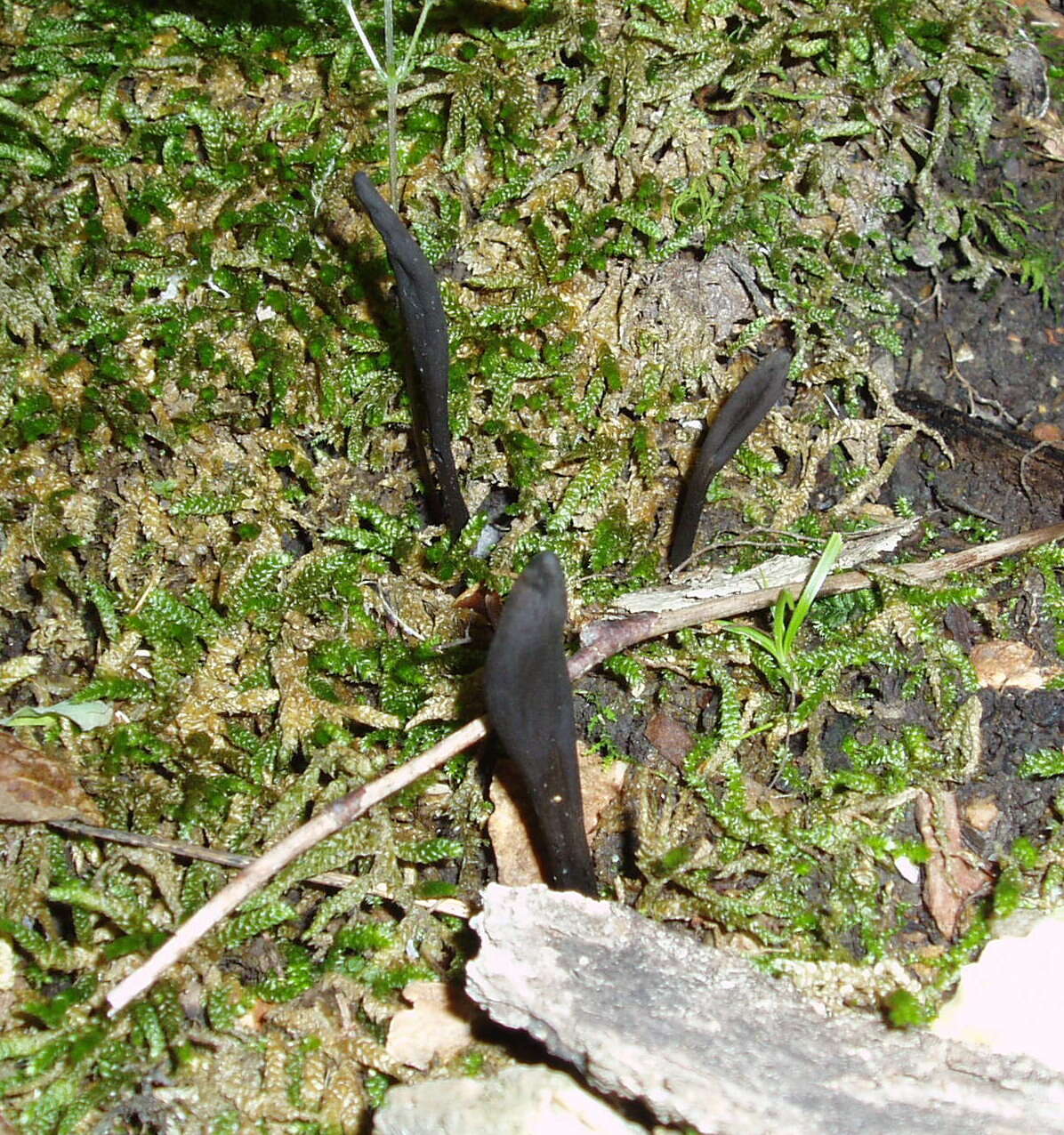 Image of Glutinoglossum glutinosum (Pers.) Hustad, A. N. Mill., Dentinger & P. F. Cannon 2013