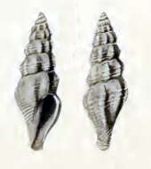 Image of Guraleus savuensis (Schepman 1913)