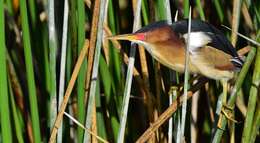 Image of Least Bittern