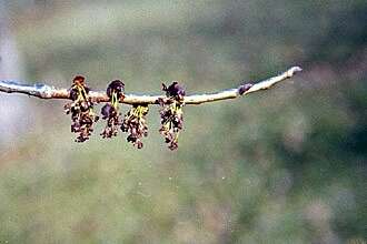 Image of American elm