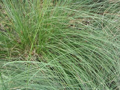 Image of prairie dropseed