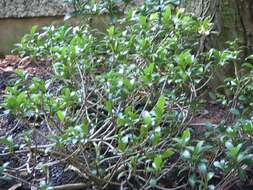 Image of Skimmia