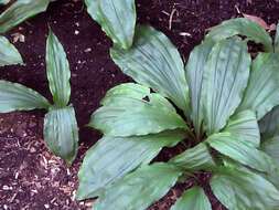 Image of Calanthe striata R. Br. ex Spreng.