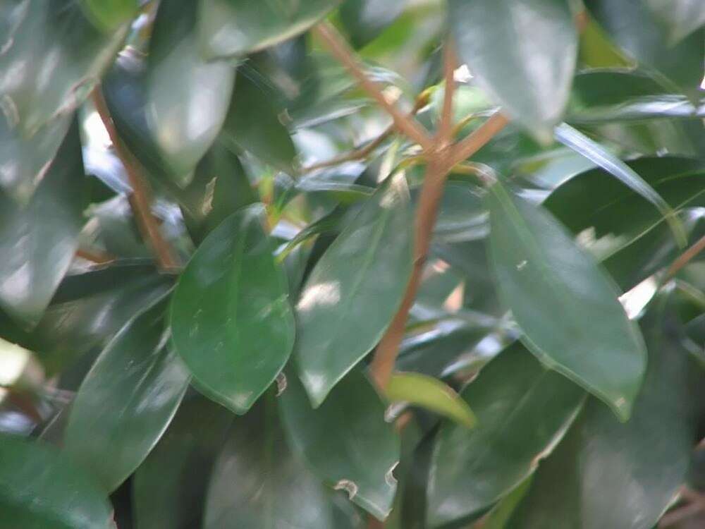 Image of Ternstroemia gymnanthera (Wight & Arn.) Sprague