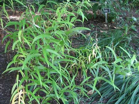 Image of Tiger lily