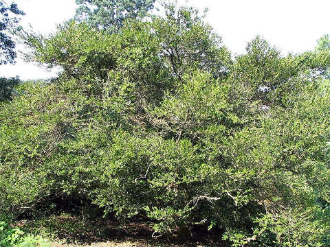 Image of Boxwood