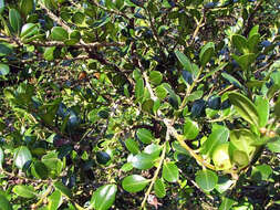 Image of Boxwood