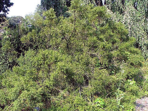 Image of Buxus sinica (Rehder & E. H. Wilson) M. Cheng