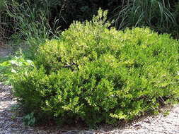 Plancia ëd Buxus harlandii Hance