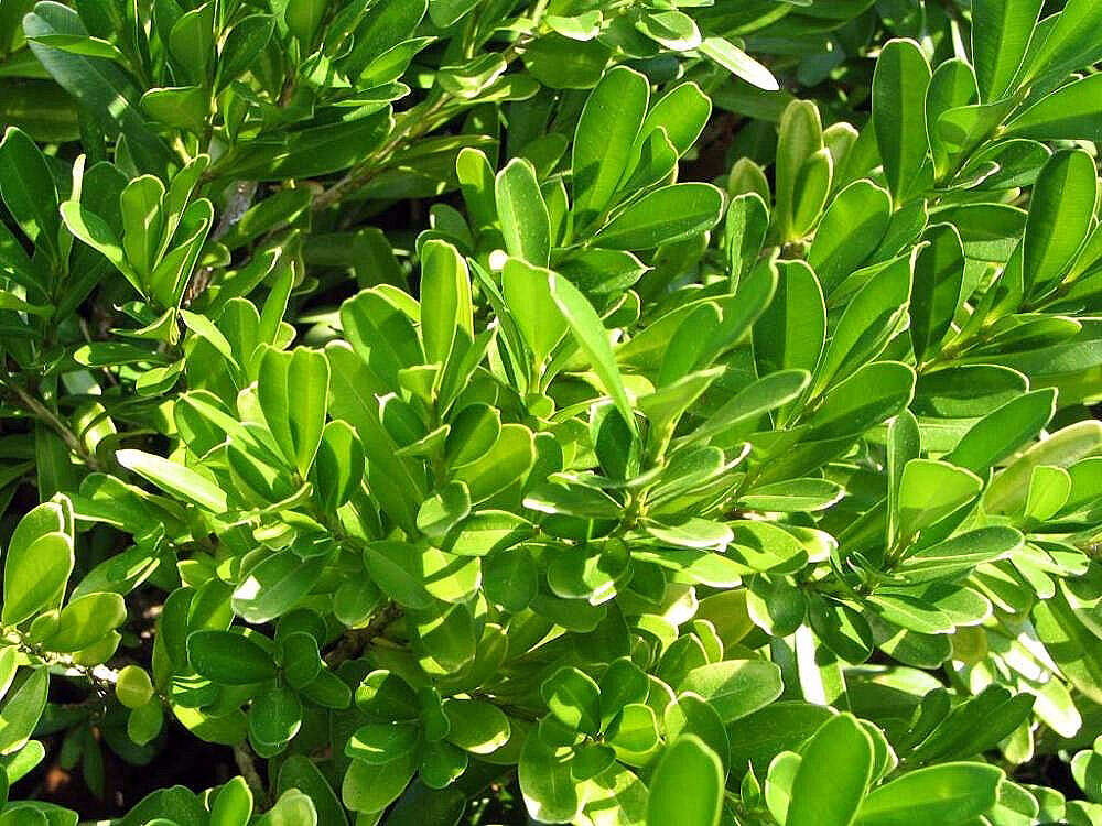 Plancia ëd Buxus harlandii Hance