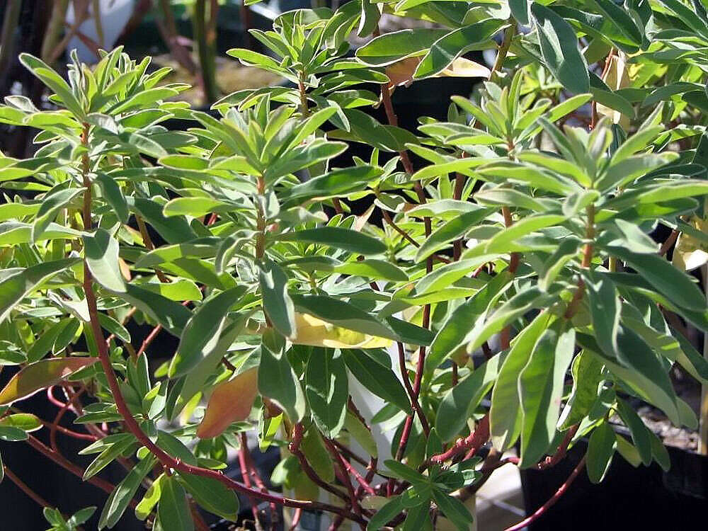 Image of cushion spurge