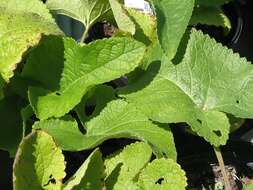 Image of tuberous Jerusalem sage