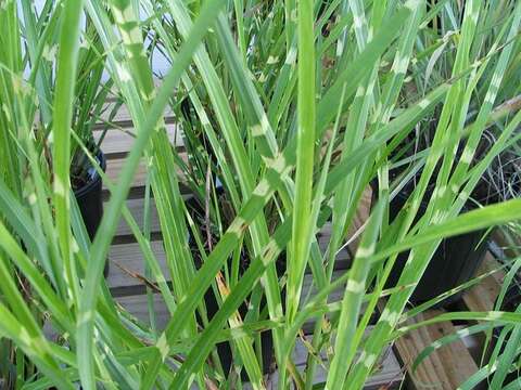 Imagem de Miscanthus sinensis Andersson