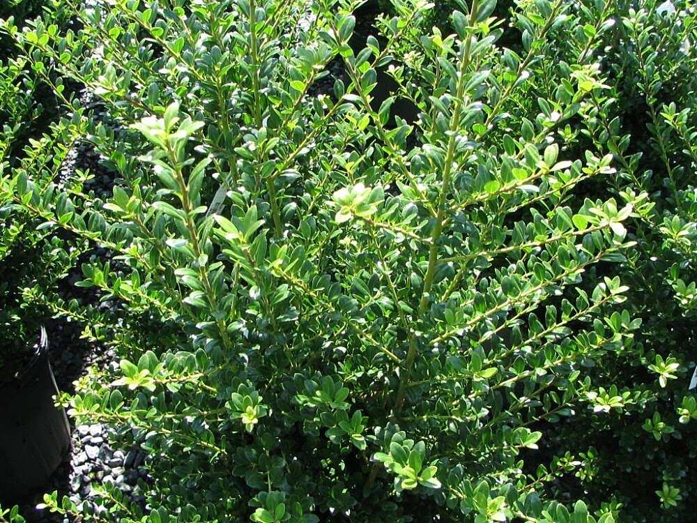 Image of Japanese holly