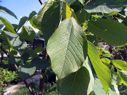 Image of yellowwood