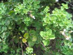 Image of oregano