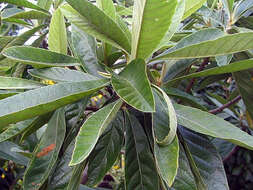 Image of loquat