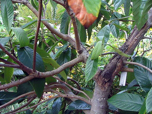 Image of loquat