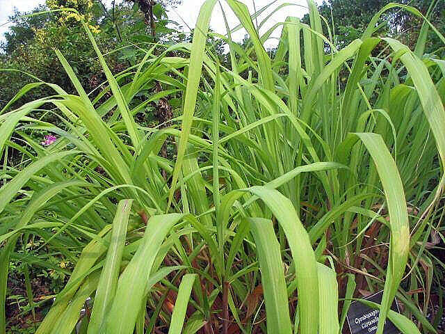 Image of citronella grass