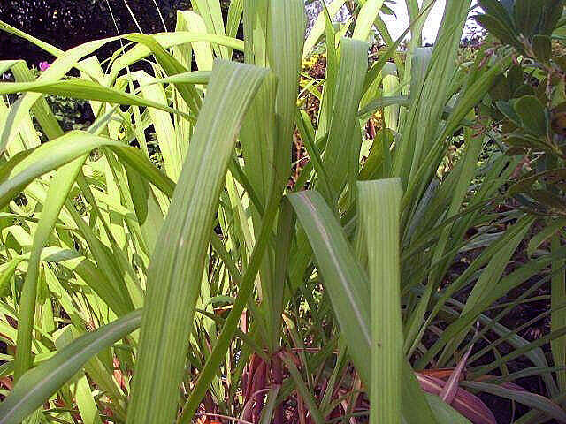 Image of citronella grass