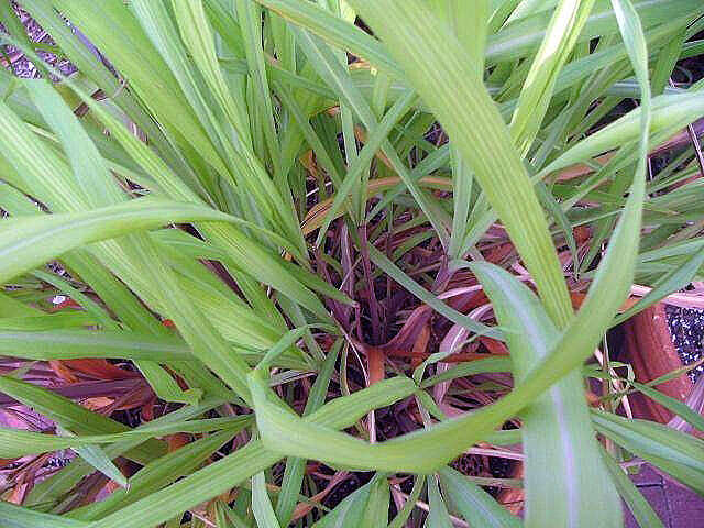 Image of citronella grass