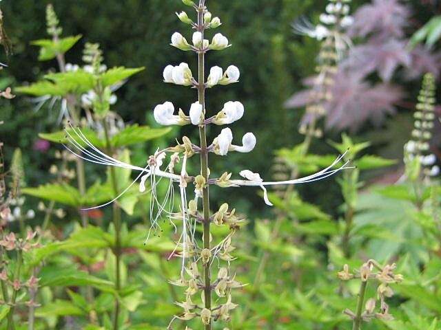 Image of Orthosiphon aristatus var. aristatus