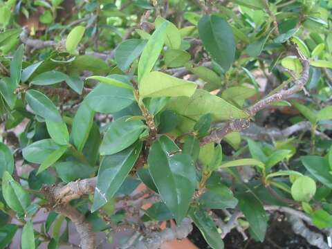 Image of Star-jasmine or Confederate-jasmine