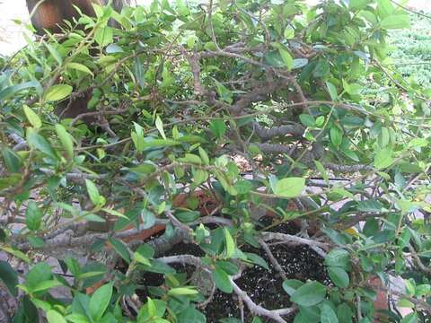 Image of Star-jasmine or Confederate-jasmine