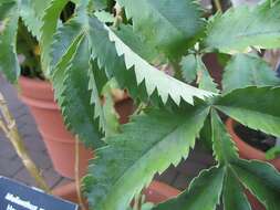 Image de Melianthus major L.