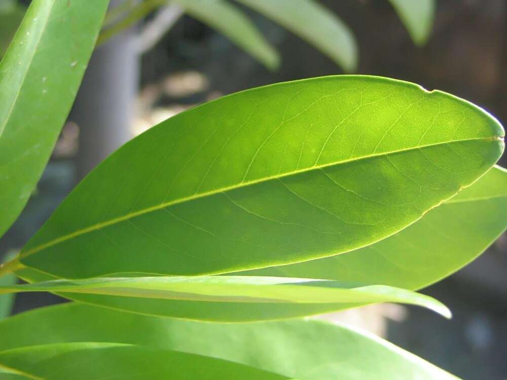 Sivun Magnolia virginiana L. kuva