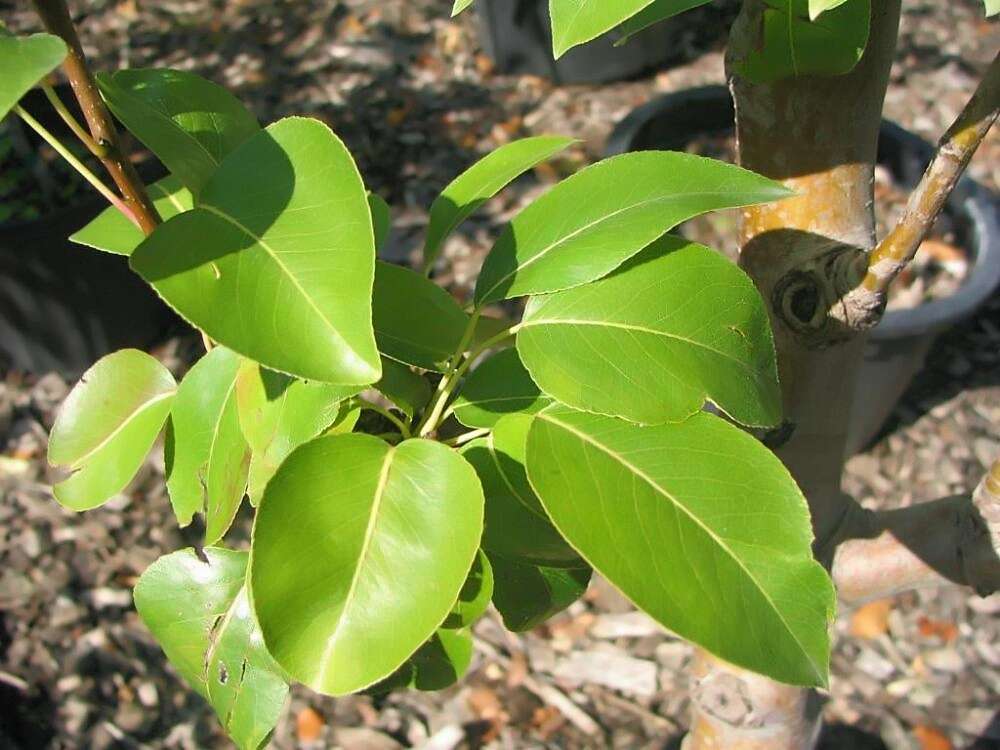 Plancia ëd Pyrus communis L.