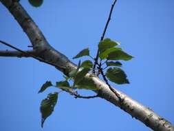 Plancia ëd Prunus subhirtella Miq.