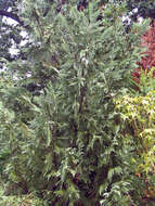 Image of Cupressus × leylandii