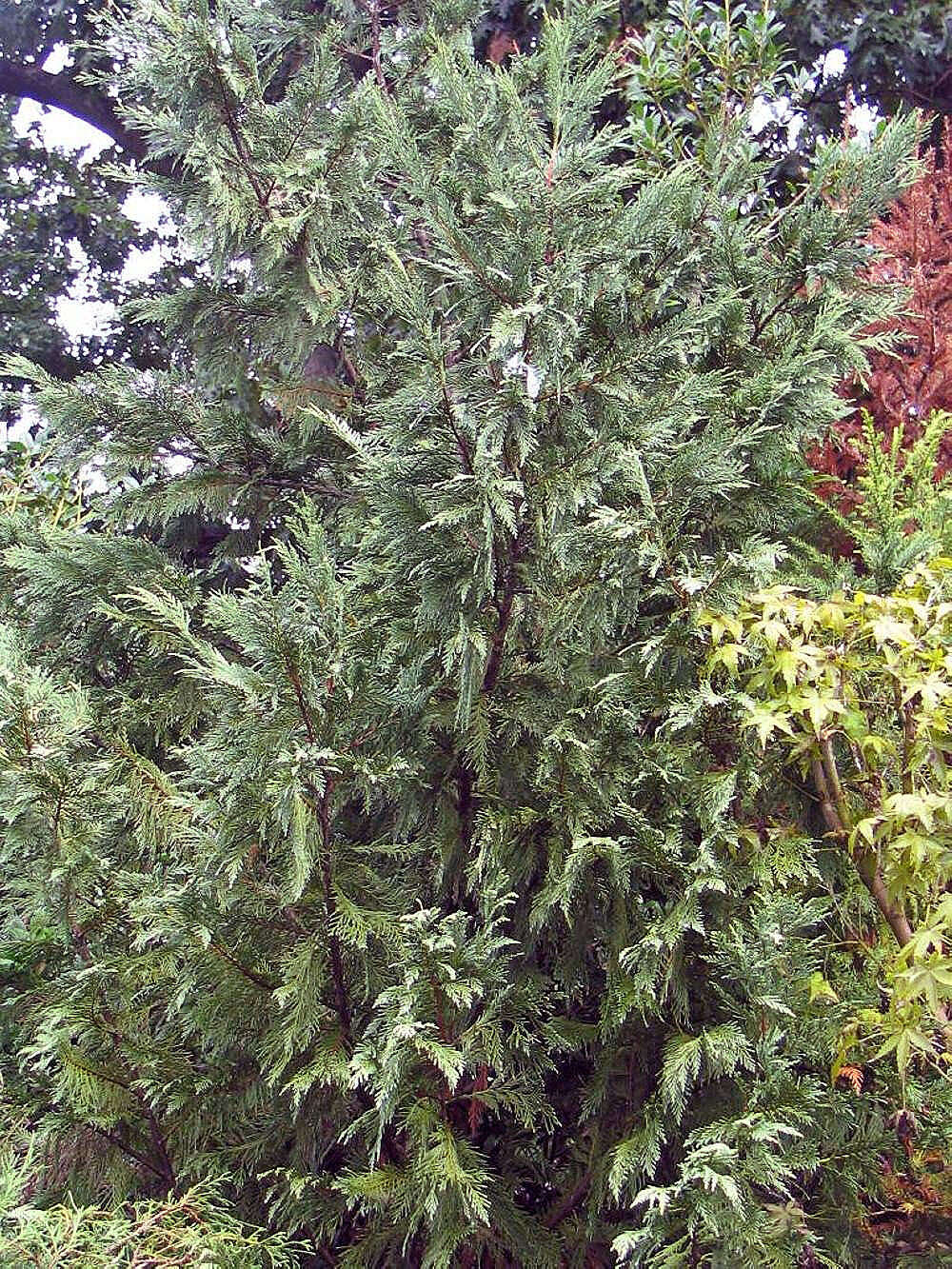 Image of Cupressus × leylandii