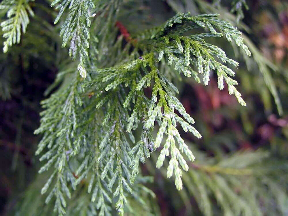 Image of Cupressus × leylandii