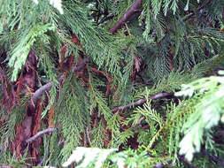 Image of Cupressus × leylandii