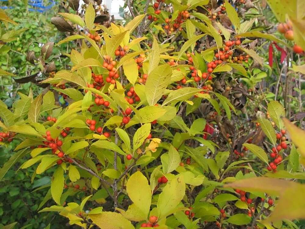 Image of Michigan holly