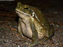 Rhinella arenarum (Hensel 1867)的圖片