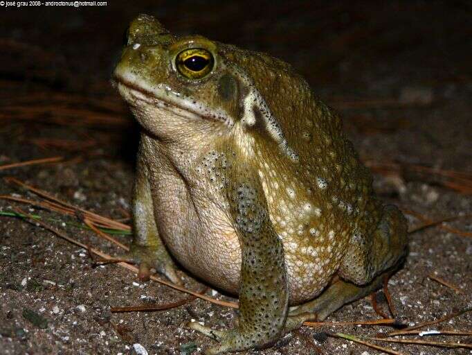 Rhinella arenarum (Hensel 1867)的圖片