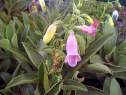 Imagem de Digitalis thapsi L.