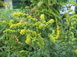 Image of wrinkleleaf goldenrod